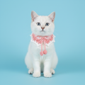 White cat with blue eyes wearing pink crocheted pet bandana with bow and pom-poms, sitting against light blue studio background.