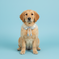 Handmade Crochet Pet Collar | White Blue Heart Ruffled Dog Cat Bandana with Pom Poms